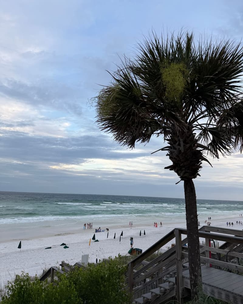 A single palm above the Gulf shoreline at dusk, a few people still on the sand